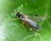 Pimpla sp.